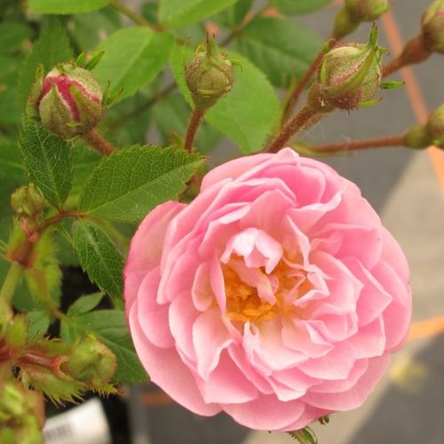 Rosa  Little Rambler - růžová - Stromková růže s drobnými květy - stromková růže s převislou korunou